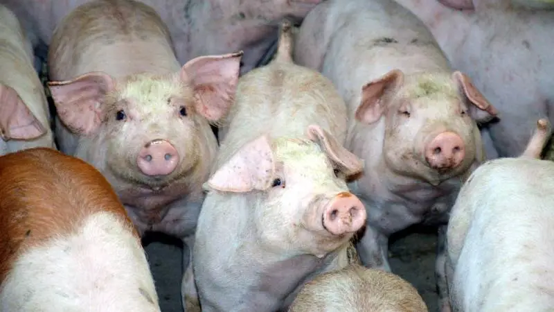- Selskabets udvikling er negativt påvirket af den markedsmæssige situation inden for svineproduktion. Selskabet forventer i det kommende regnskabsår et forbedret resultat. Foto: Camilla Bønløkke