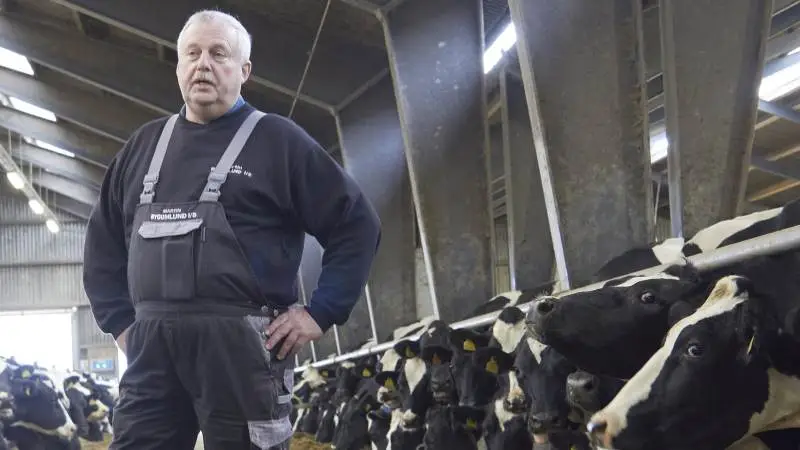 Med en årlig leverance på cirka 6.000.000 kg fra gårdens 440 årskøer vil en CO2-afgift på 1.100 kroner pr. ton CO2, som forslået af De Økonomiske Vismænd, lukke mælkeproduktionen på »Bygumlund I/S« i Aalestrup, vurderer landmand Martin Pinholt. Foto: Tenna Bang