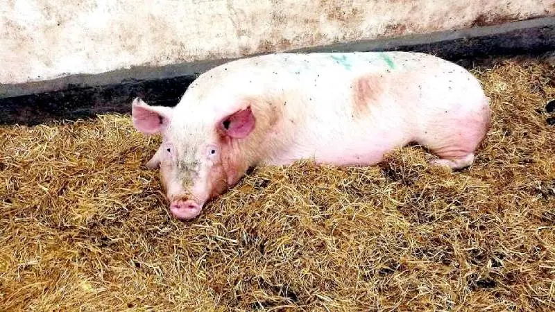Easy-Agricare producerer halm og strøelse til alle typer husdyr. Arkivfoto