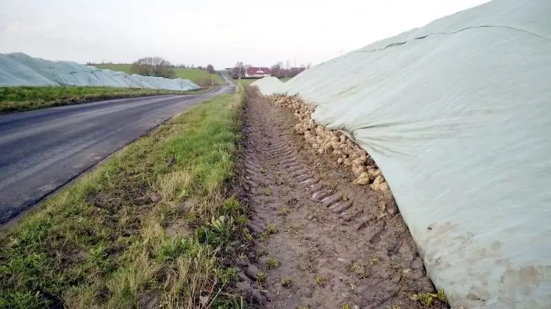 De resterende sukkerroer ligger nu skærmet godt af mod frosten under fleecedug frem til kampagnen i Nakskov og Nykøbing Falster slutter midt i januar. Arkivfoto: Anne Wolfenberg