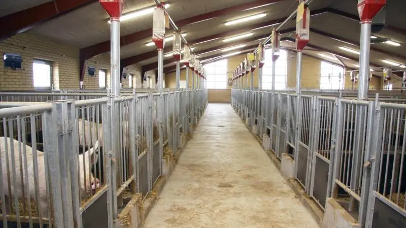 Med et nystiftet KS-samarbejde med Ornestation Mors ruster det danske avlsselskab, Danish Pig Genetics sig for alvor til at konkurrere på det danske marked.