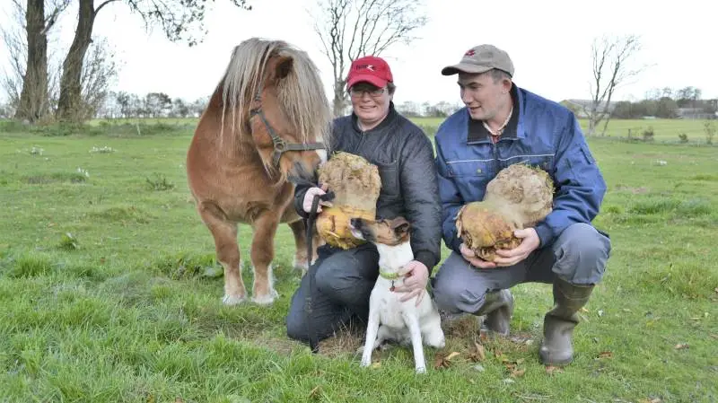 Søskendeparret Annette og Ole Svendsen har i år avlet gigantiske sukkerroer. Ole sidder med en roe på 11,9 kilo, men Annette holder en på 10, 8 kilo. Ponyen, Ejdrups Frederik, kan sammen med sin 17 shetlands-venner se frem til en vinter på stald med rigeligt med sukkerroer. Måske også hunden Mille tager en bid.