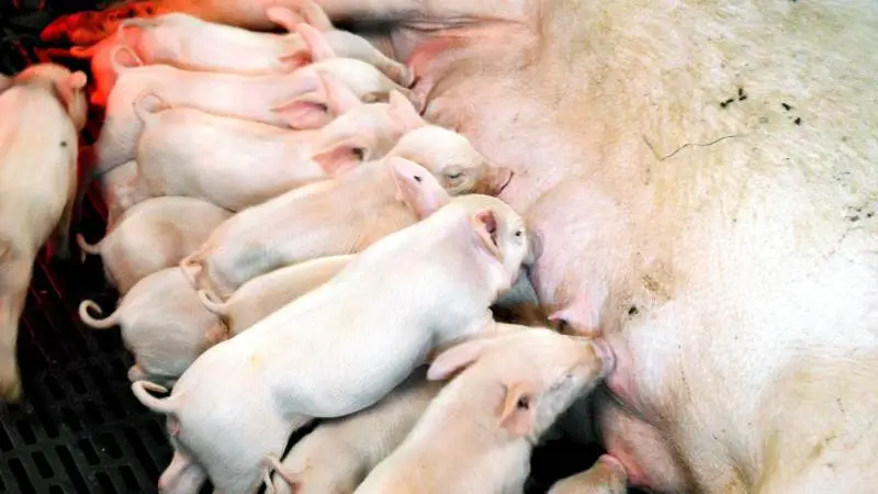 Ifølge DanBred er forventningen for det nye avlsmål, at overlevelsen hos pattegrise født ved DanBred-genetik vil stige ét procentpoint årligt. Arkivfoto: Camilla Bønløkke