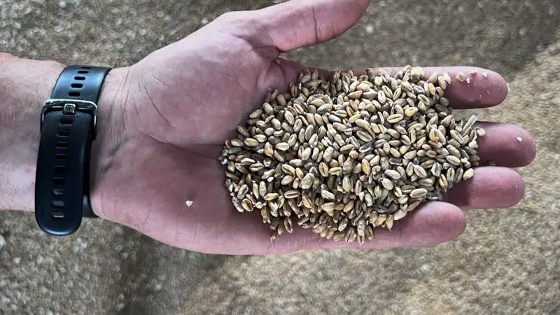 Den australske hvedeproduktion forventes at nå en ny historisk rekord på 42 millioner tons.