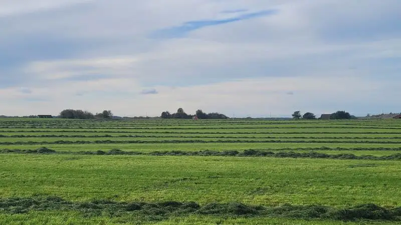 Billedtekst: Hele manøvren med tilskuddet til Miljø- og klimavenligt græs vil øge kulstofopbygningen på marken og formindske kvælstofudvaskningen, og som en afledt effekt blandt andet også øge biodiversiteten i jordbundsfaunaen og opbygge jordens pulje af organisk materiale, opregner Landbrugsstyrelsen. Foto: Line Brusgaard.