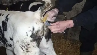 Udtagning af gødningsprøver fra kalv syg med diarré. Foto: LVK