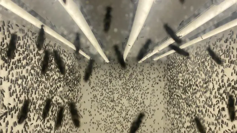 Insekterne hos Enorm Biorefine kræver special-lys, da der nogle steder er meget høj fugtighed, ofte over 80 procent. Det kan RN Solutions nu tilbyde til flere insektproducenter. Foto: RN Solutions