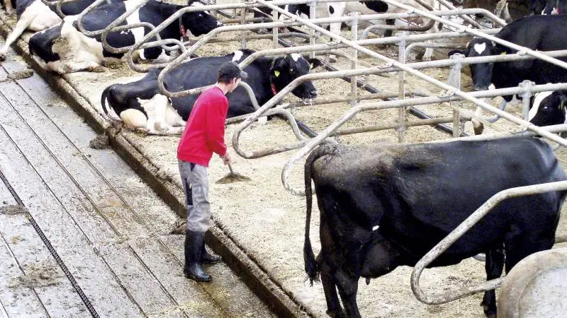 Mælkeproducenternes afregningspris har været 40 procent højere end i 2021, men samtidig har omkostningerne udviklet sig kraftigt. Arkivfoto: Erik Kjærgaard Christensen