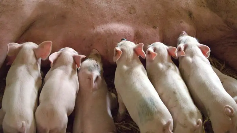 PRRS har været den primære årsag til, at man hos Nybroh ApS har røde tal på bundlinjen. Men besætningen er nu helt fri af sygdom. Der er ikke tale om den pågældende på billedet. Foto: Piqsels