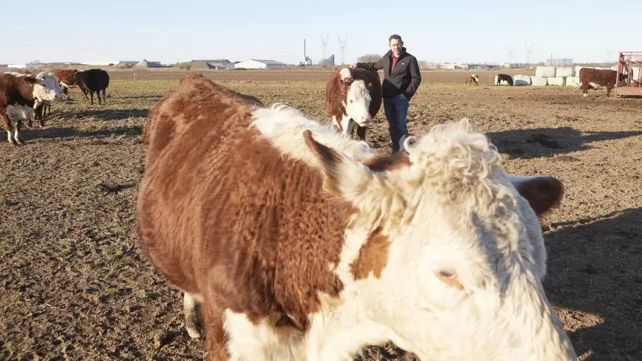 - Vores avlsmål er Hereford af moderat størrelse og med mange kg kød. Desuden skal temperamentet være, så dyrene er omgængelige med lette kælvninger, og hvor de selv passer kalvene, understreger Klaus Brems, der sammen med sønnen Mike driver Hereford By Brems i Lindved. Foto: Erik Hansen