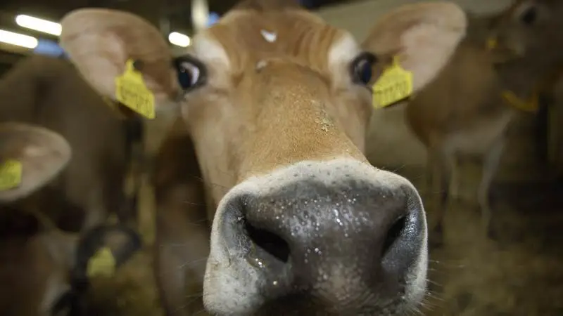 Cargill præsenterer på EuroTier i Hannover sin nyeste viden og teknologi inden for både dataindsamling og fodring.