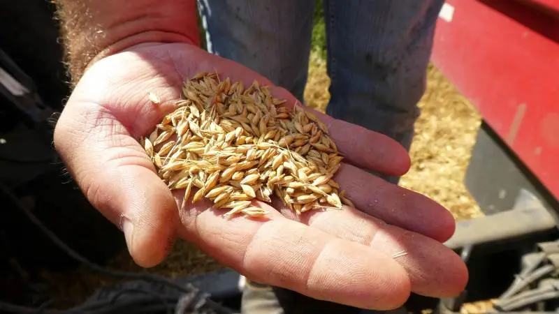 Pesticidindholdet var under maksimalgrænseværdien i 97 procent af de undersøgte stikprøver af konventionelt dyrket, ikke forarbejdet frugt, grøntsager og korn. Arkivfoto