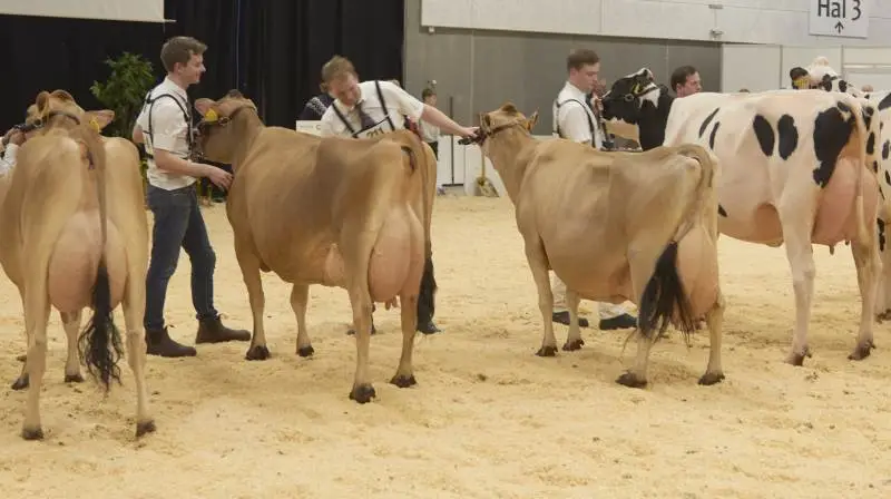 Den gamle ko fra Tastum Jersey fik opmærksomhed fra både dommerne, de andre udstillere og publikum. 18 år gammel og har leveret 15 kalve. Ejeren Thomas Søgaard trak selv koen i ringen. Foto: Tenna Bang