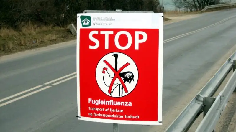 Fødevarestyrelsen må nu igen rykke ud til et angreb af fugleinfluenza ved en mindre besætning i Ramløse. Arkivfoto
