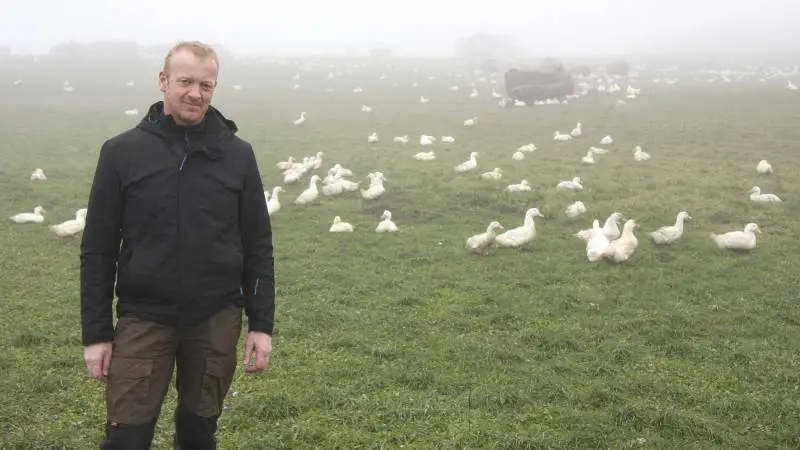 Peter Nielsen havde aldrig rørt ved fjerkræ, før han startede som økologisk andeproducent i 2016.