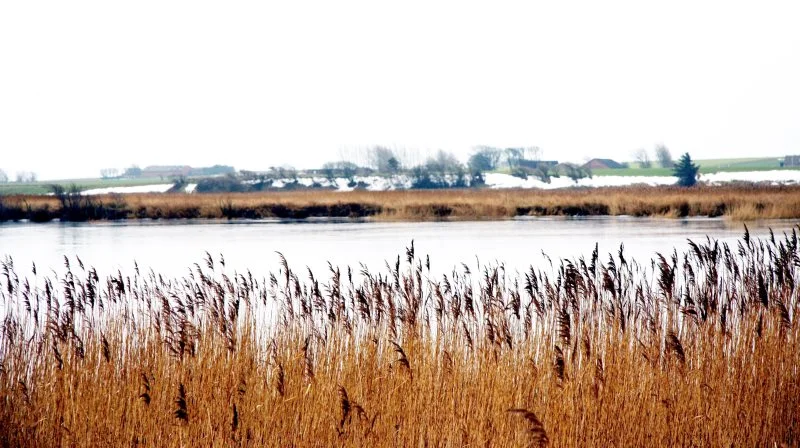Vandmiljøet i søerne har de seneste år fået det værre. Men det skyldes ikke landbrugets kvælstof, siger Jørgen Evald Jensen, der er faglig direktør i Bæredygtigt Landbrug. Arkivfoto: Tenna Bang