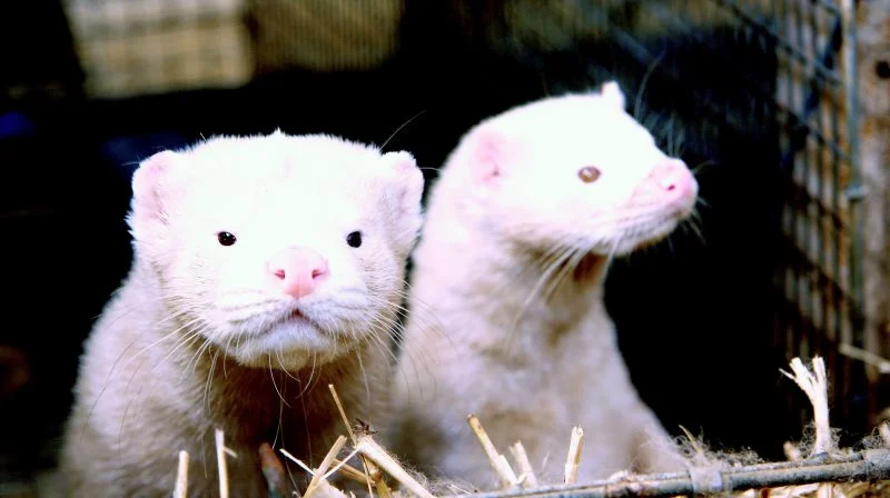 Der er udsigt til at restriktionerne for minkavl i Danmark bliver lempet, efter at der ikke har været smitte med Covid-19 blandt mink, siden der igen kom dyr i burene. De første kom tilbage den 14., januar, og der er nu mink på tre farme i Danmark. Arkivfoto: Tenna Bang