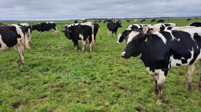 39 lodsejere er gået sammen i et 154 hektar stort græsningsprojekt med kreaturer langs en å i det vestjyske. Billedet stammer fra et andet stort græsningsprojekt i det vestjyske. Arkivfoto: John Ankersen.