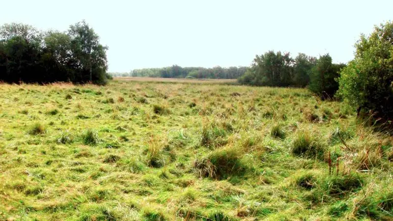 Du kan nu komme med bemærkninger til de kommende vejledninger om ordningerne pleje af græs- og naturarealer samt økologisk arealtilskud, som er i høring. Foto: FødevareErhverv