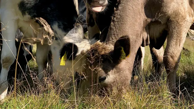 Opsætning af en ny hegnslinje langs Storåen er i fuld gang, hvor hele 154 hektar naturarealer kommer til at indgå i et stort græsningsprojekt. Foto: Sagro