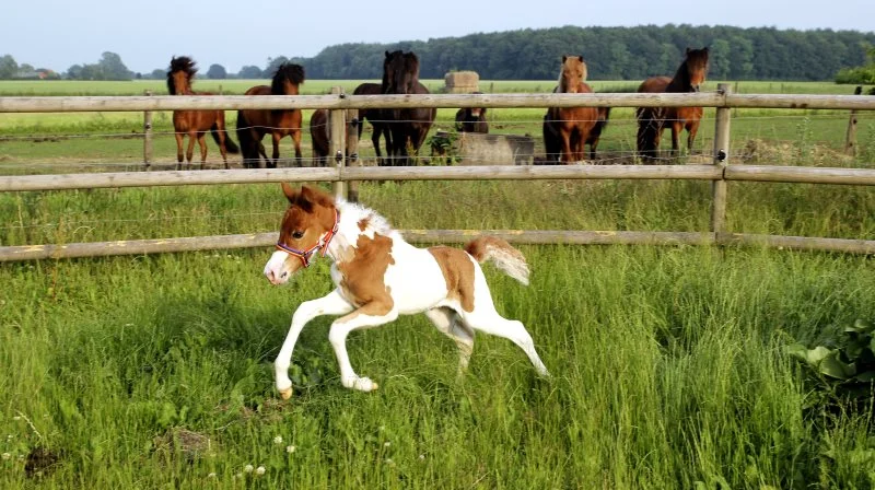 Føllet skal have mulighed for at bevæge sig frit på god plads. Arkivfoto