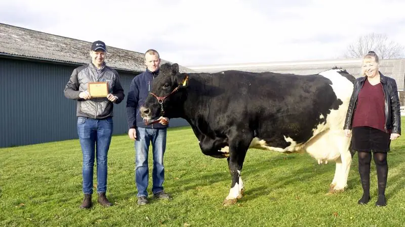 Det blev fejret på behørig vis, at den første fynske netop har rundet en ydelse på 150.000 kg mælk. Fra venstre avlsrådgiver Peter Holm Weinkouff fra Viking Danmark. RDM-koens ejer, Anders Kastrup, Vejrup Søndergård, og til højre Berit Dahl, Særslev, som er formand for det fynske RDM-aktivitetsudvalg.