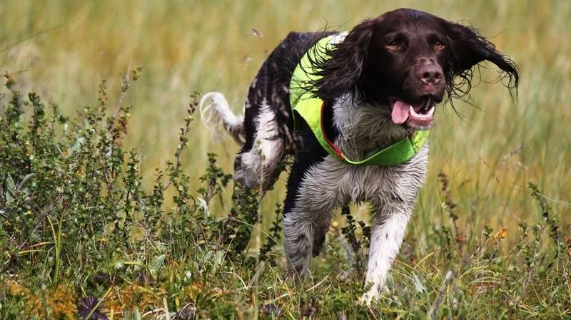 Både hund og ejer skal gennem en skrap optagelsesprøve, før man kan få lov til at tage den to-årige uddannelse til Schweisshundefører. Foto: Agria Dyreforsikring