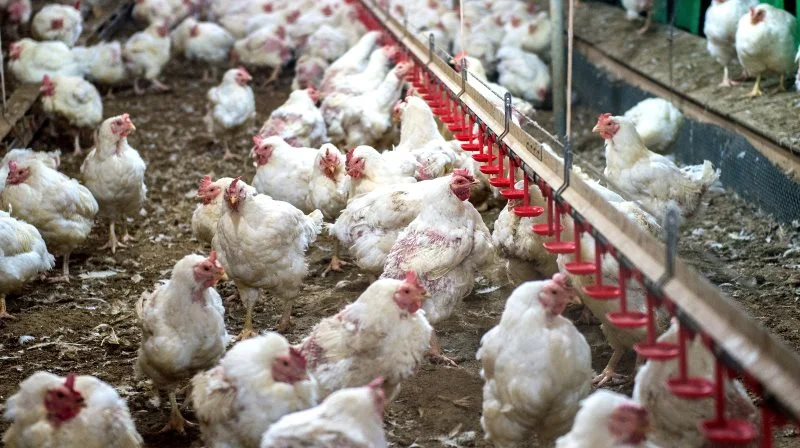 Genrefoto. Det pågældende billede stammer ikke fra den omtalte farm.