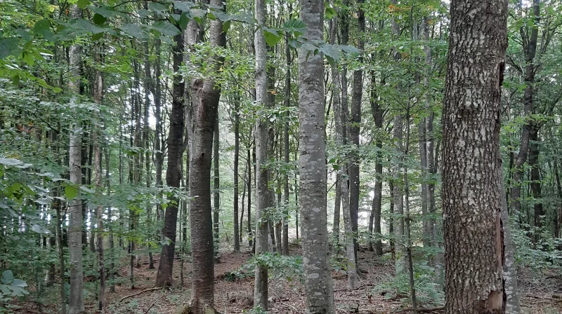 Studie påviser, at skoven har stor herlighedsværdi, og at en sådan kan prissættes i forhold til den merværdi, der er ved ejendomme med tilhørende skov. Arkivfotos