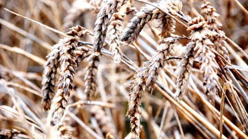 Den globale forsyningssituation for hvede strammer til i år. Det skyldes især en skuffende europæisk hvedeproduktion. Men er prisen for europæisk hvede den rigtige. Svaret er ja.