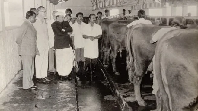 Den tidligere dansk-indiske demo-farm bliver i 1975 besigtiget af den daværende danske ambassadør i Indien, Per W. Frellesvig (nr. to fra venstre med briller). Avlsdyrene fik ofte en hård rejse fra Danmark med skib og tog, inden de nåede frem til gården i Indien.