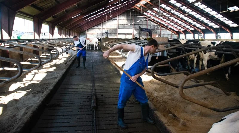 De tungeste skyer over dansk landbrugs klimaindsats kan fjernes, illustrerer en ny rapport fra Aarhus Universitet. For det er muligt at nå i mål med klimaindsatsen med kendte virkemidler. Arkivfoto