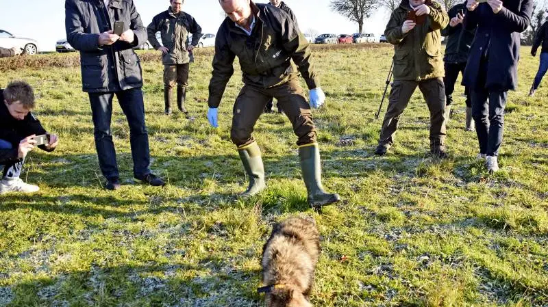 Omgivet af hele den fynske »verdenspresse« slap miljø- og fødevareminister Jakob Ellemann-Jensen (V) i går en »judasmårhund« løs i nærheden af Wedellsborg Gods på Vestfyn, hvor den skal medvirke til at opspore den eller de mårhunde, som er kommet til Fyn, hvor de kan gøre stor skade på vildtbestand og for eksempel fritgående ænder. Foto: Anders Kurt Simonsen