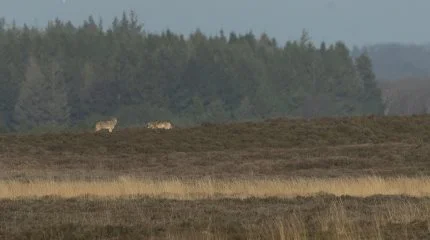 I 2024 vil det være mere sandsynligt, at man kan se ulve i Midt- og Vestjylland. Arkivfoto: Naturhistorisk Museum Aarhus