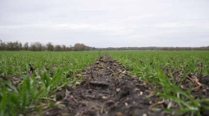 En af de råvarer, der bliver lavet livscyklusanalyse på, er vinterrug, der i samarbejde med Kohberg skal blive til klimaneutralt rugbrød. Fotos: Seges Innovation