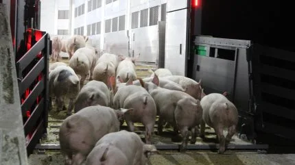 Prisen for at afsætte sine smågrise til Tyskland forventes at ligge stabilt en rum tid endnu. Arkivfoto: Anne Wolfenberg