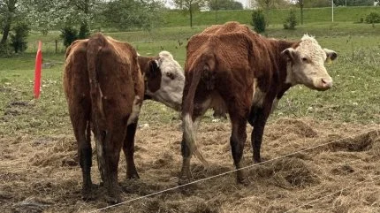 De dyr, der overlever vinteren og når at få sul på kroppen om sommeren, inden de slagtes om efteråret, sælges som »naturkød« til den højeste pris, skriver Lene Christensen. Fotoet er taget af foreningen »Stop vanrøgt af dyr bag hegn« den 9. maj 2024 ved et naturplejeprojekt i Tietgenbyen, Odense.  