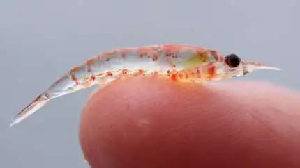 Krill er små krebsdyr og er det norske ord for hvalføde. Den unikke omega-3 fedtsyrer i krill kan hjælpe med at reducere risikoen for forskellige livsstilssygdomme, herunder hjerte- og hjerneproblemer. Foto: Sophie Webb via Wikimedia Commons