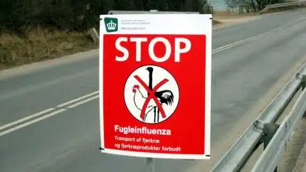 Danmark har netop generhvervet sin status i den internationale dyresundhedsorganisation OIE, som et land uden fugleinfluenza.
