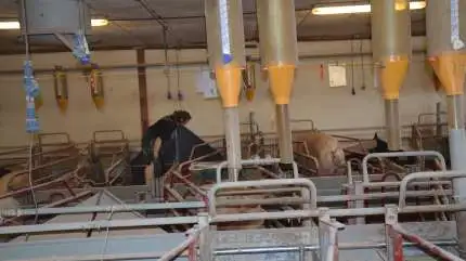 Ved at øge produktiviteten i svinestalden kan det lade sig gøre både at skabe en bedre bundlinje og samtidig reducere i sit CO2-aftryk. Arkivfoto: Camilla Bønløkke