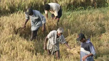Landmænd i Sri Lanka mærker i den grad konsekvensen af det kontroversielle forbud mod brugen af kemisk gødning i landet, der har medført en stærkt reduceret mængde af afgrøder og dermed forstærker fødevarekrisen i landet. Foto: Karen Conniff/IWMI via Flickr