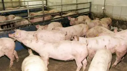 Den tyske slagtesvinenotering er uændret 2,05 euro pr. kg (cirka 15,27 kroner).