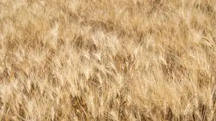 Arkivfoto