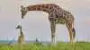 Dyrelivet i Murchison Falls National Park er blandt Afrikas rigeste. Den store savanne giver de helt rigtige betingelser for giraffer, elefanter, bøfler, flodheste, løver og et utal af antiloper.