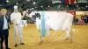 Grand Champion: 52039-03829, McCutchen-datter fra John Toft, Lintrup. Fotos: Christian Carus