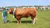 Skuets bedste tyr – kødkvæg interbreed: Limousine – tyren Skovlund Ryan fra Skovlund Limousine v/Søren L. Paulsen, Toftlund. Foto: John Ankersen