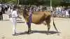 Bedste yngre Jersey: 31220-08087 Video-datter fra Dueholm, Skive.