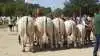 Bedste besætningsgruppe: Charolais fra Neergaard Charolais, Fjerritslev.
