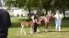 Bedste følhoppe og bedste hest: Welshpony, Sejlstrups Miss Sunshine fra Tami Lynge Hansen, Hadsund.