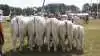 Bedste besætningsgruppe på tværs af racer: Charolais-gruppe fra Neergaard Charolais, Fjerritslev. 
